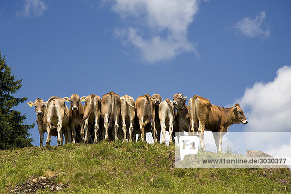 Kühe in Reihe auf Hügelkuppe,  Allgäu,  Deutschland