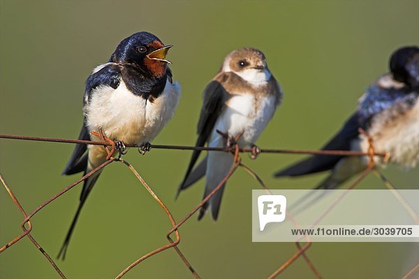Barn Swallows (Hirundo rustica) sitting on chain-link fence
