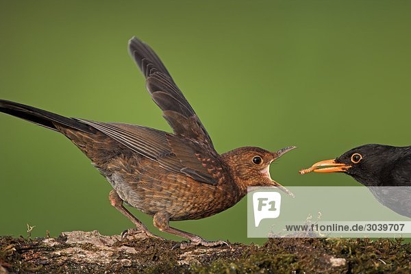 Blackbird (Turdus merula) fledgling being fed by mother animal with a worm  side view