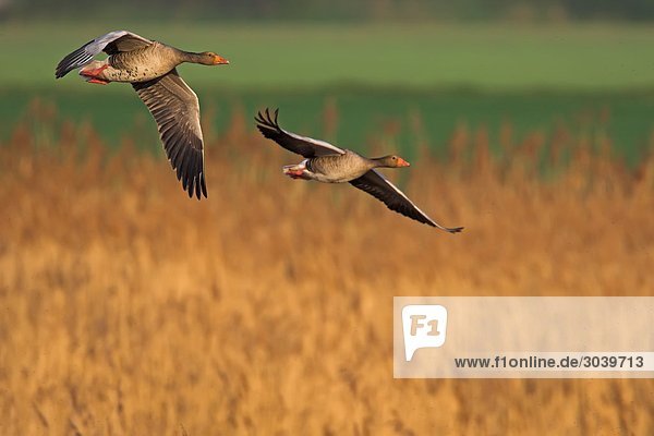 Zwei Graugänse (Anser anser) fliegen über Getreidefeld,  Seitenansicht