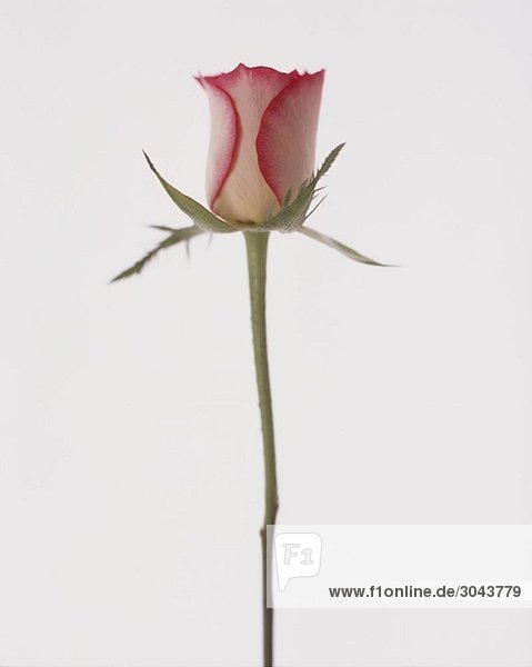 Einzelne rosa Rosenknospe auf weißem Hintergrund