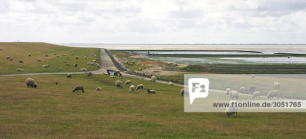 Germany  North Sea  Schleswig-Holstein  Fohr island  a dike with low tide and sheep at pasture