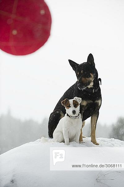 Zwei Hunde sitzen zusammen auf einem verschneiten Hügel  Weihnachtsschmuck im Vordergrund
