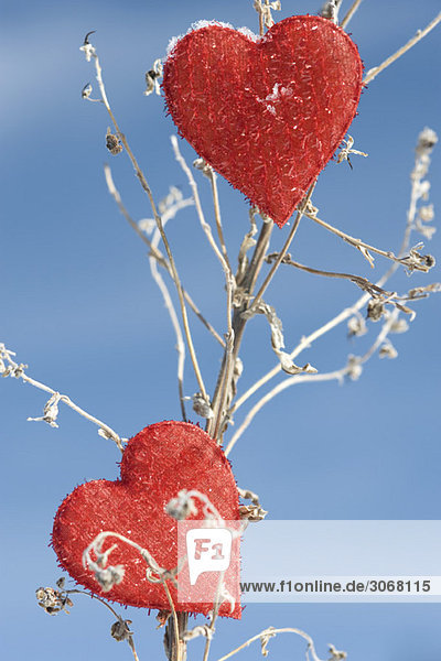 Herzförmige Ornamente auf getrocknetem Pflanzenstiel