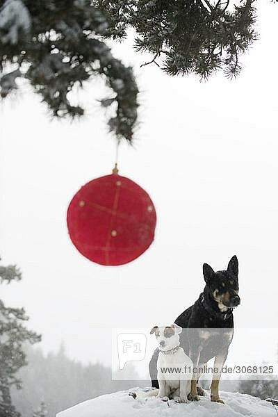 Zwei Hunde sitzen zusammen auf einem verschneiten Hügel  Weihnachtsschmuck am Ast im Vordergrund