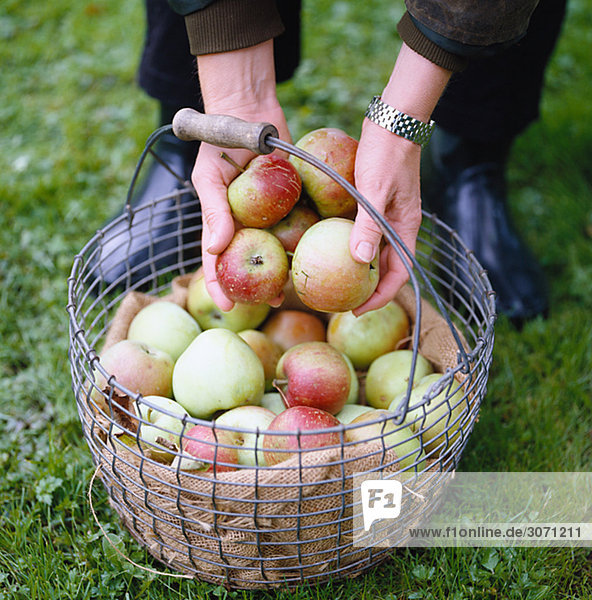 A woman and a basket full of apples Sweden.