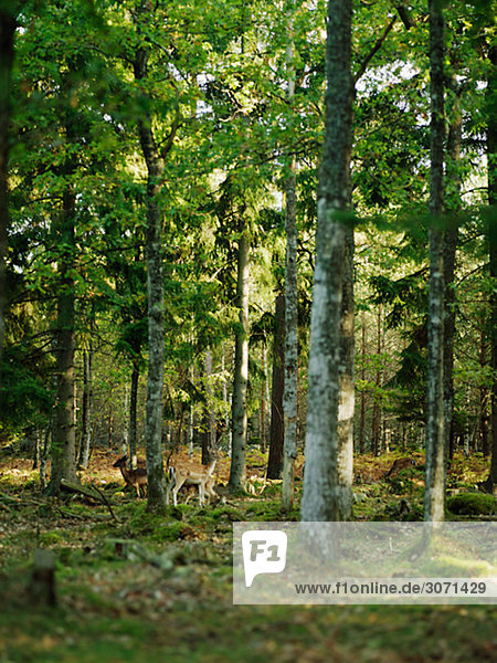 Hirsch in ein Büschel Bäume Smaland-Schweden