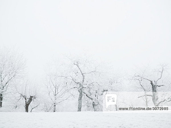 Winter lanscape Sweden