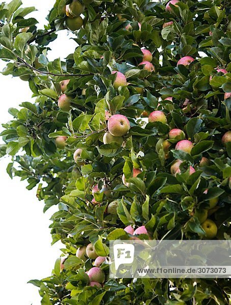 Apple-tree Sweden.