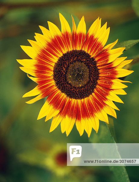 Sunflower  close-up