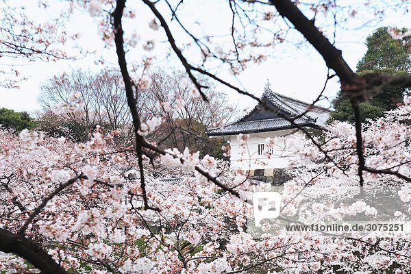 Cherry Blossom Bäume mit Burg im Hintergrund
