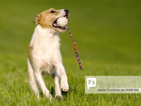 Jack Russel Terrier mit einem Ball im Maul  Frontal
