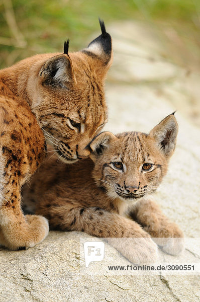 Luchsmutter (Lynx lynx) ihr Junges liebkosend,  Bayrischer Wald,  Deutschland