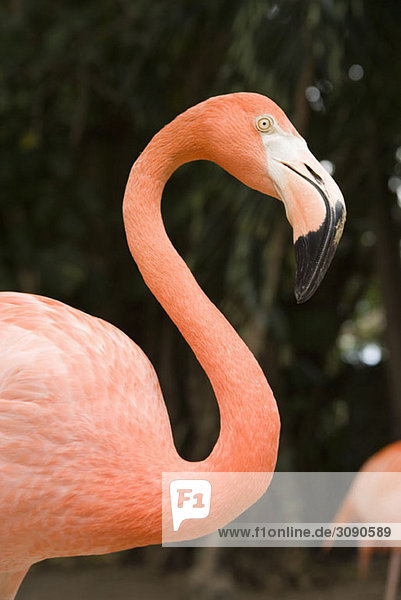 Amerikanischer Flamingo  Nassau  Bahamas  Karibik