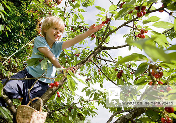 boy picking cherries on tree