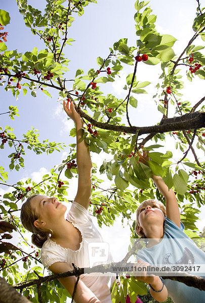 girl and boy picking cherries on tree