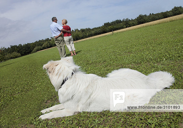 Seniorenpaar  gehen mit Hund Spazieren  Hund liegt in Wiese