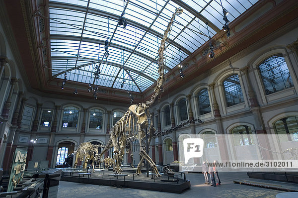 Naturkundemuseum Berlin  Kinder im Dinosauriersaal  Berlin  Deutschland