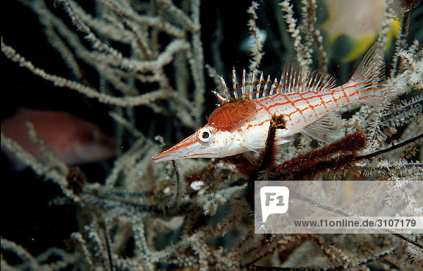 Longnose Hawkfish (Oxycirrhites typus) Komodo National Park Indonesia Indian Ocean side view