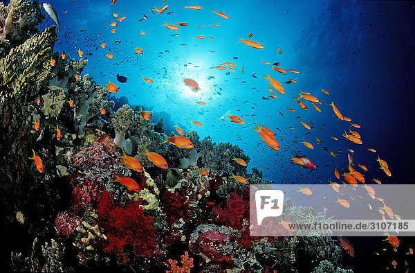 Haremsfahnenbarsche (Pseudanthias squamipinnis) in Korallenriff  St. Johns Reef  Rotes Meer  Ägypten Fischschwarm