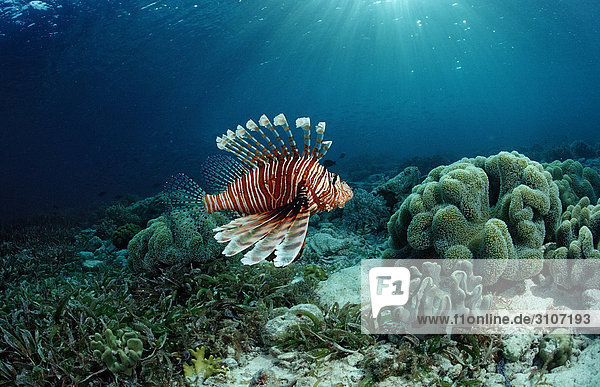 Lionfish (Pterois volitans) over coral reef  Raja Ampat  Indonesia  underwater shot
