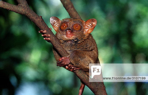 Philippine tarsier (Tarsius syrichta) sitting on branch  Bohol  Philippines