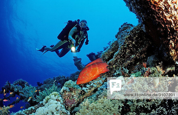 Scuba diver discovering coral grouper (Cephalopholis miniata)  Sinai  Ras Mohammed  Egypt  Red Sea  underwater shot