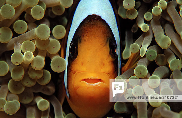 Two-banded anemonefish (Amphiprion bicinctus) amidst sea anemones Djibuti Gulf of Aden Close-up