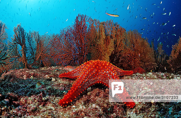 Red Starfish (Asteroidea) on coral reef  Sea of Cortez  Mexico  underwater shot  close-up
