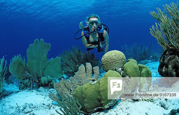 Scuba diver in coral reef  Bonaire  Netherlands Antilles  Caribbean Sea  underwater shot
