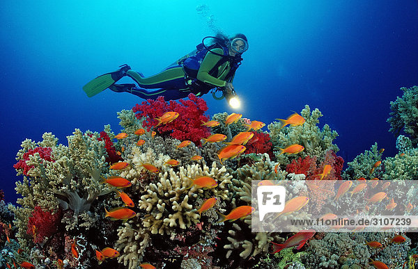 Scuba diver in coral reef  Zabargad  Egypt  Red Sea  underwater shot