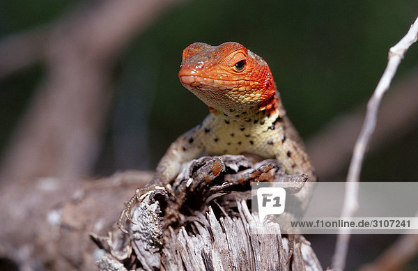 Galapagos lava lizard (Microlophus albemarlensis) Galapagos Islands Ecuador front view
