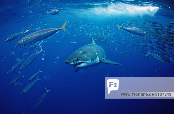 Weißer Hai (Carcharodon carcharias) und Fischschwarm  Isla Guadalupe  Mexiko Fischschwarm
