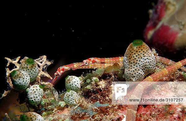 Two Black-breasted pipefishes (Corythoichthys nigripectus) in coral reef Ari-Atoll Maldives underwater shot