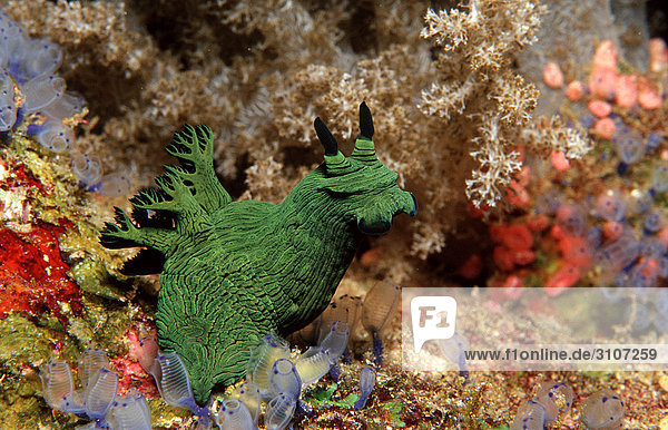 Green Neon Slug Panglao Island Philippines Bohol Sea underwater shot