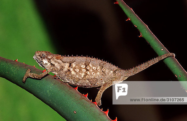 Eastern Dwarf Chameleon (Bradypodion ventrale) sitting on succulent plant Tsitsikamma National Park Republic of South Africa side view