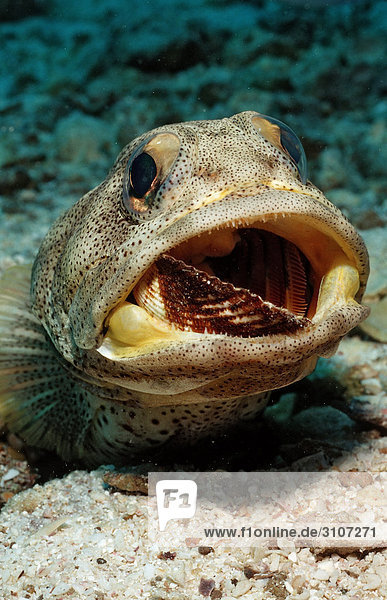 Giant jawfish (Opistognathus rhomaleus) digging den La Paz Mexico Sea of Cortez close-up