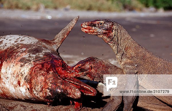 Two Komodo Dragons (Varanus komodoensis) devouring beached dolphin  Rinca Island  Komodo National Park  Indonesia