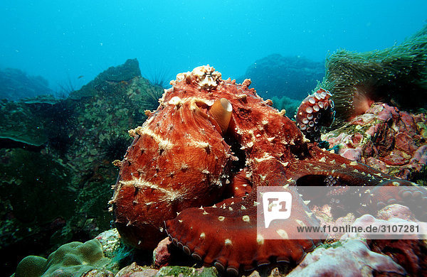 Gemeiner Krake (Octopus vulgaris) auf Riff  Andamanensee  Myanmar  Rückansicht