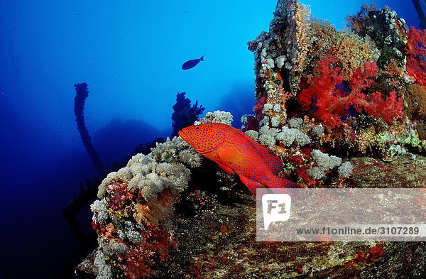 Juwelen-Zackenbarsch (Cephalopholis miniata) in Korallenriff  Brother Islands  Ägypten  Rotes Meer  Seitenansicht