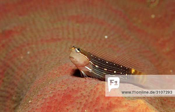 Pictus blenny (Ecsenius pictus) Philippines Bohol Sea Pacific Ocean side view