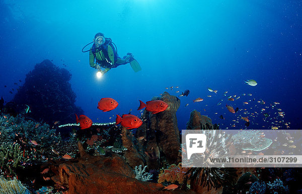 Taucher entdeckt Großaugenbarsche (Priacanthus hamrur) in Korallenriff  Komodo-Nationalpark  Indonesien  Indischer Ozean