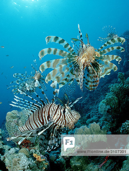 Lionfishes (Pterois volitans) in coral reef  Hurghada  Egypt  Red Sea  close-up