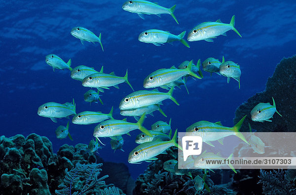 School of Yellow Goatfishes (Mulliodichthys martinicus)  British Virgin Islands  Caribbean Sea