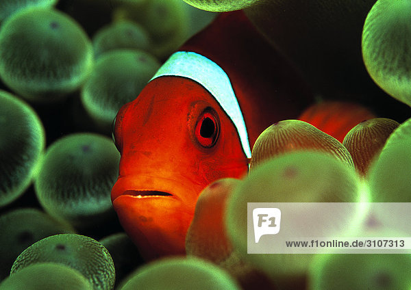 Spinecheek Clownfish (Premnas aculeatus) amidst sea anemones Micronesia Pacific Ocean close-up