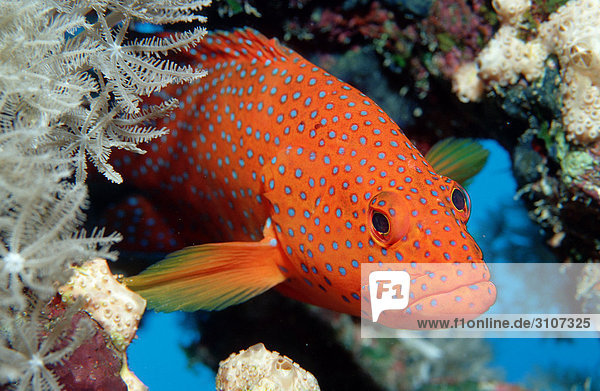 Coral grouper (Cephalopholis miniata) in coral reef Sinai Egypt Red Sea close-up