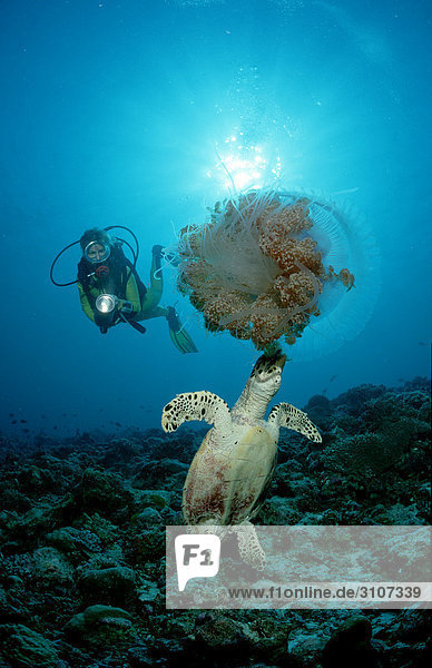 Hawksbill turtle (Eretmochelys imbricata) eating jellyfish and scuba diver  Ari Atoll  Maldives  Indian Ocean  underwater shot
