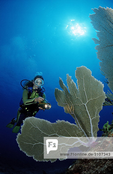 Scuba diver in coral reef Punta Cana Dominican Republic Caribbean Sea underwater shot