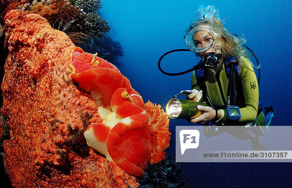 Female Scuba Diver spotting Spanish dancer (Hexabranchus sanguineus) Indonesia  Sulawesi  Indonesia  underwater shot