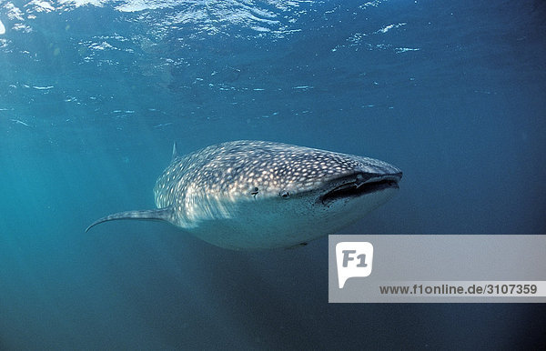 Whale shark (Rhincodon thypus)  Ningaloo Reef  Australia  Indian Ocean
